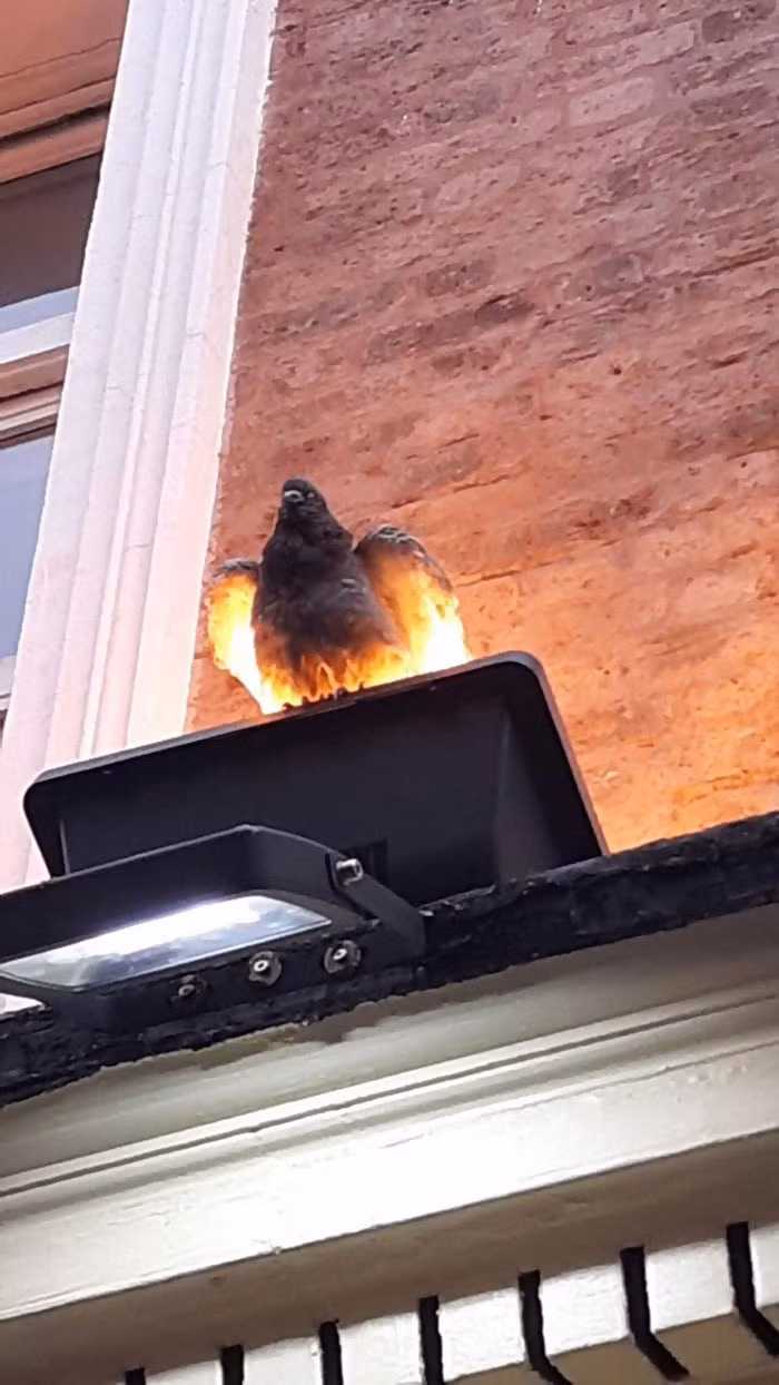 Đậu trên một chiếc đèn hắt sáng, con chim bồ câu này giống như đang sở hữu sức mạnh của lửa. Trông nó cực ngầu và có phần đáng sợ.