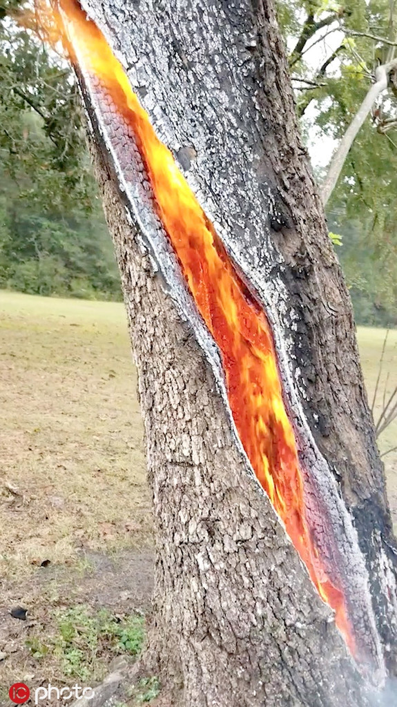 Mới đây, tại Trinity, Texas, Mỹ xảy ra hiện tượng thiên nhiên hy hữu, một cây xanh bị sét đánh trúng, thân cây bốc cháy từ bên trong, trông giống hệt như đang ẩn chứa dung nham, vô cùng ấn tượng.