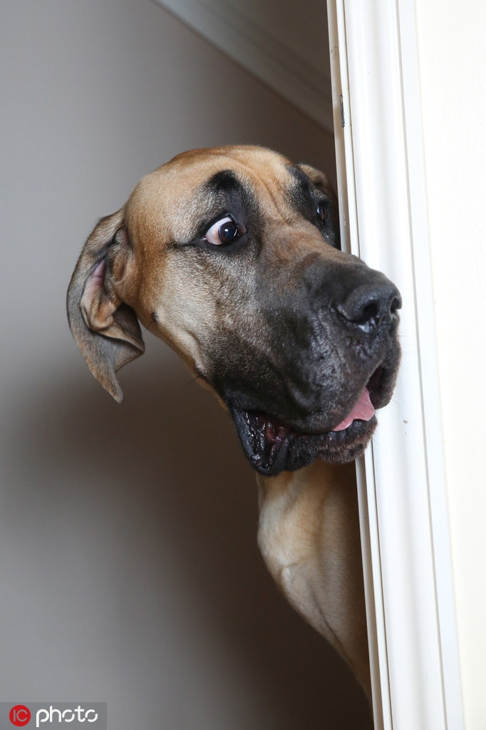 Biểu cảm sợ hãi như muốn nói "kia là thứ quái quỷ gì vậy?" của chú chó này khiến nhiều người không khỏi thích thú bật cười.