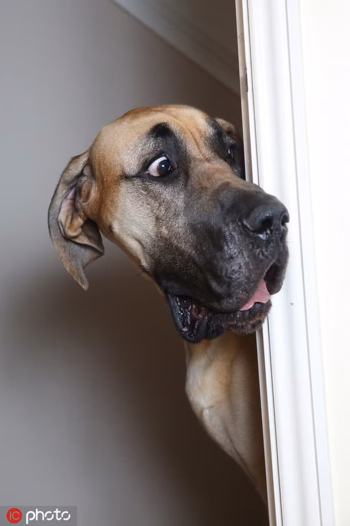 Biểu cảm sợ hãi như muốn nói "kia là thứ quái quỷ gì vậy?" của chú chó này khiến nhiều người không khỏi thích thú bật cười.