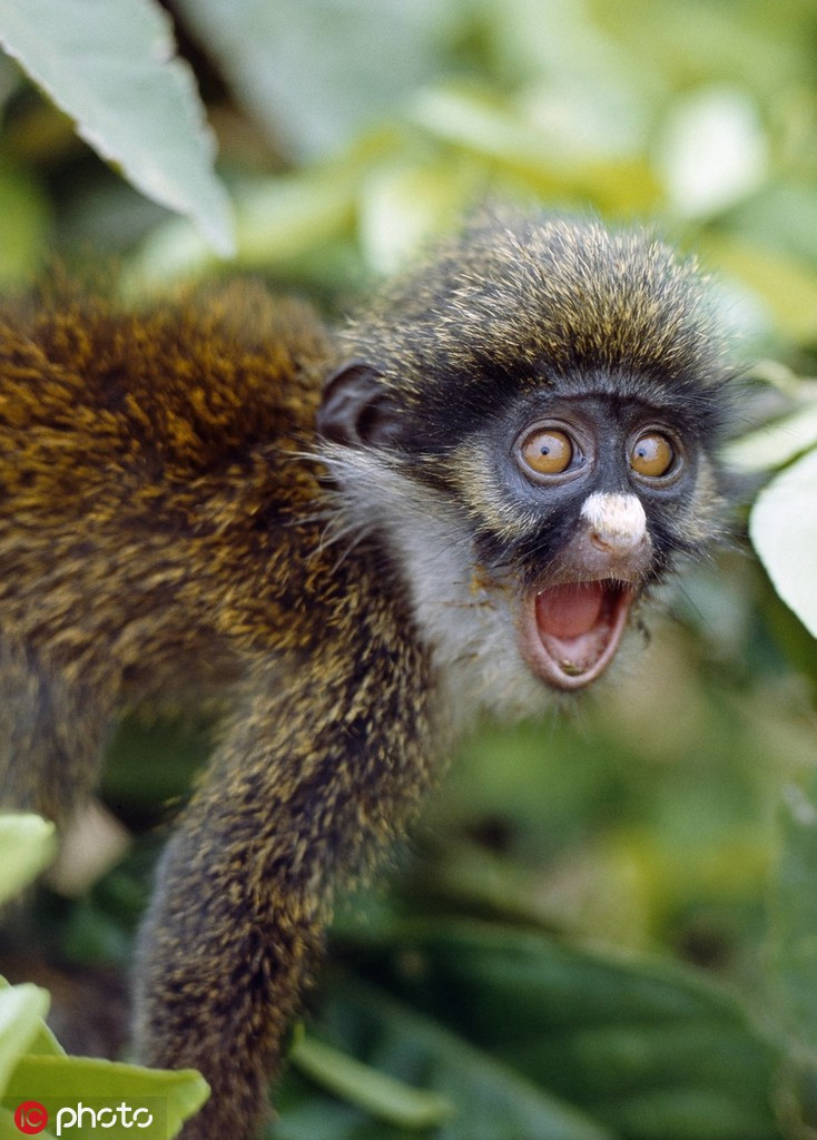 Khỉ nhỏ vừa ngạc nhiên, vừa giận dữ khi bị dọa sợ chạy khắp nơi trên cành cao.