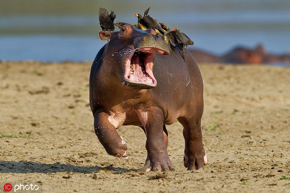 Hà mã hoảng sợ, chạy văng cả nước miếng khi bị những con chim bắt ve dọa dẫm, đòi khám răng.