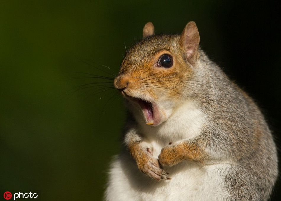  Sóc béo hoảng hốt khi bị hù giật nảy mình. Gương mặt của nó vẫn có chút phẫn nộ khi nhận ra trò đùa dai nhắm vào mình.