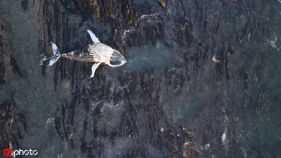 Ca voi chet tham, dung phai thu khong ai ngo