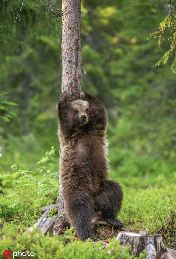 Gau con nhay vu dieu gai ngua cuc yeu va vui nhon-Hinh-4