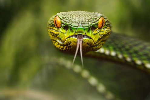 Có sự khác biệt lớn giữa động vật có độc và có nọc độc. Nếu bạn cắn nó và bạn chết, nó là loài động vật có độc. Nếu nó cắn bạn và bạn chết, nó là loài động vật có nọc độc.