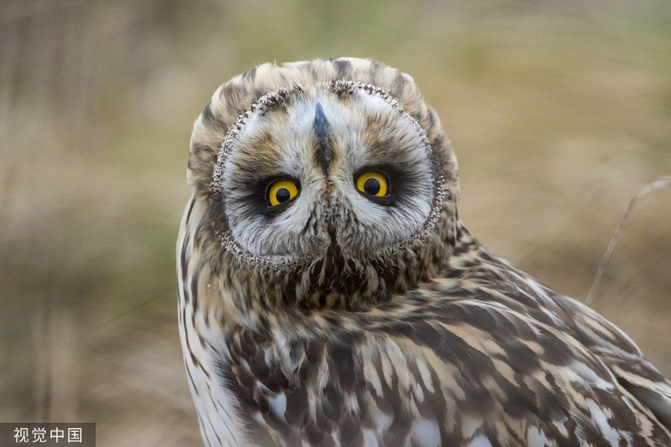 Màn "dọa ma" đỉnh cao của cú mèo. Lợi dụng chiếc cổ xoay 360 độ của mình, con cú này khiến người ta giật mình nhưng vẫn yêu thương.