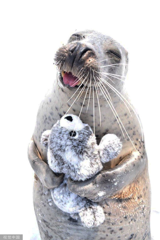 Hải cẩu báo khoe nụ cười đốn tim fan hâm mộ khi được tặng cho gấu bông giống hệt mình.