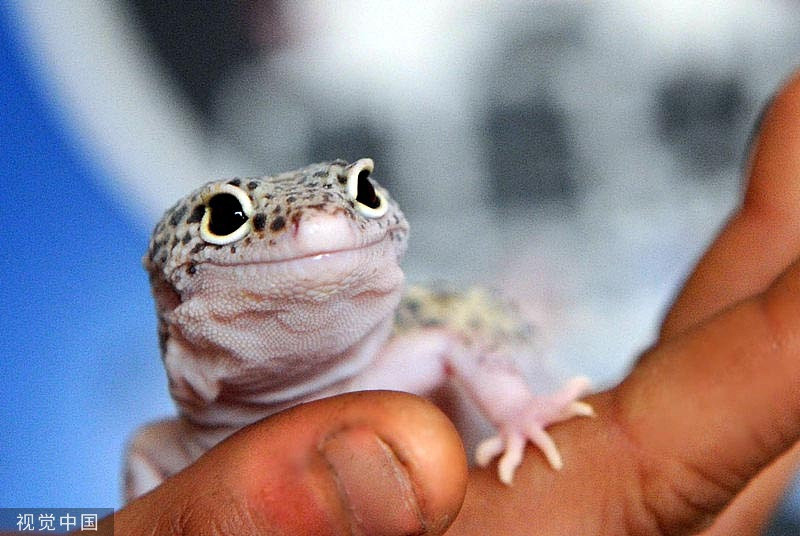 Chỉ cười mỉm thôi, con thằn lằn cũng khiến mọi người yêu thương vì dáng vẻ dễ thương của mình.