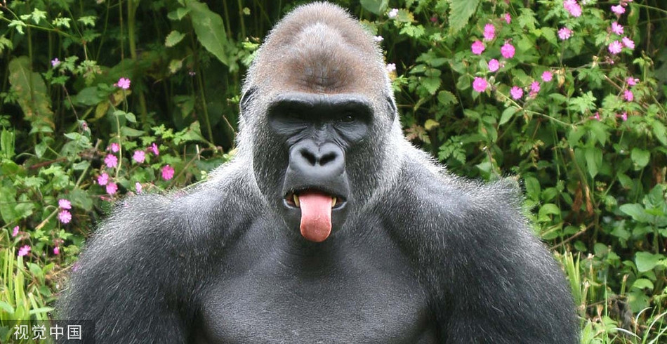 Phát hiện nhiếp ảnh gia chụp trộm, khỉ đột quyết làm mặt xấu, không để nhiếp ảnh gia đạt được mục đích. Đáng tiếc, vẻ mặt của loài động vật lại quá đáng yêu, khiến mọi người thích thú, vui vẻ.