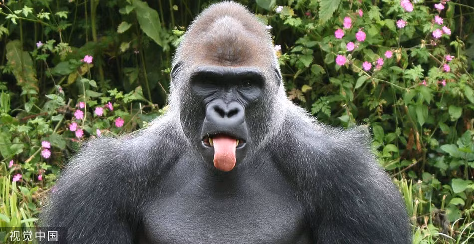 Phát hiện nhiếp ảnh gia chụp trộm, khỉ đột quyết làm mặt xấu, không để nhiếp ảnh gia đạt được mục đích. Đáng tiếc, vẻ mặt của loài động vật lại quá đáng yêu, khiến mọi người thích thú, vui vẻ.