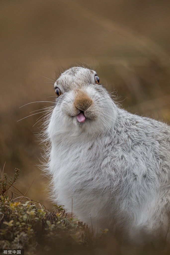 Thỏ ngáo làm mặt xấu trêu ghẹo nhiếp ảnh gia cực kỳ đáng yêu.