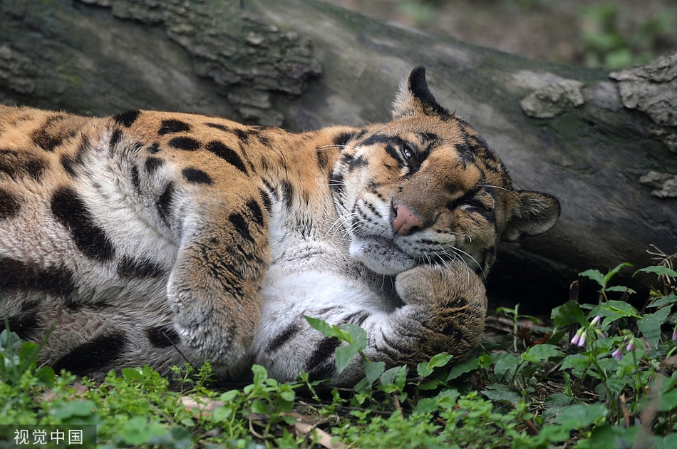 Trời thu mát mẻ, mãnh thú họ mèo lớn mơ mơ màng màng cũng không giấu được dáng vẻ đáng yêu vốn có của mình.