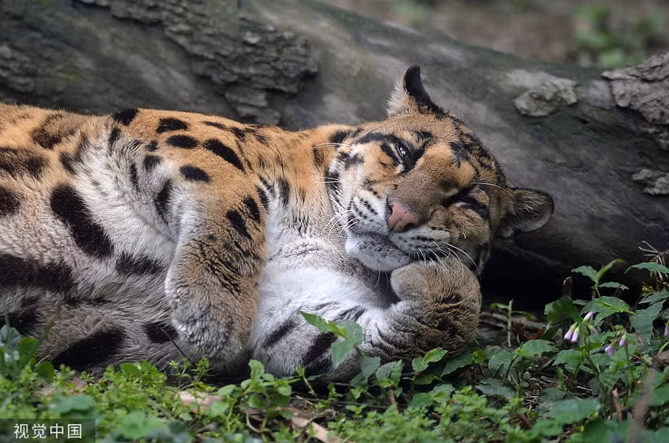 Trời thu mát mẻ, mãnh thú họ mèo lớn mơ mơ màng màng cũng không giấu được dáng vẻ đáng yêu vốn có của mình.