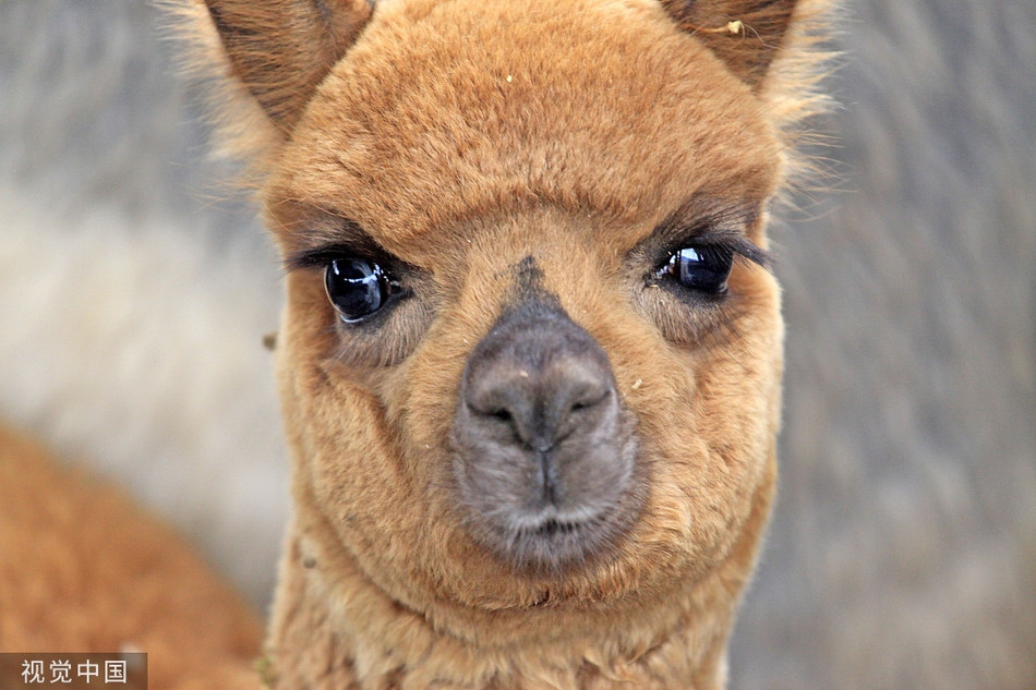 Lạc đà không cần làm gì, chỉ với ánh mắt long lanh đầy nước cũng đủ khiến mọi người "mềm tim".