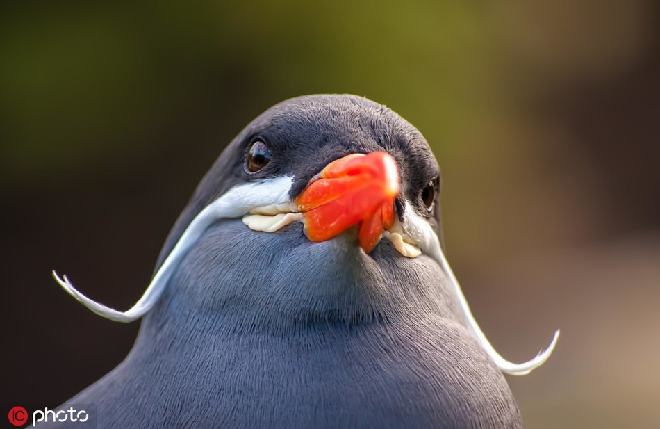 Cũng sở hữu bộ ria mép màu trắng dài và cong, con chim này luôn làm đỏm, tạo dáng mặt lạnh khi được nhiếp ảnh gia chụp ảnh.