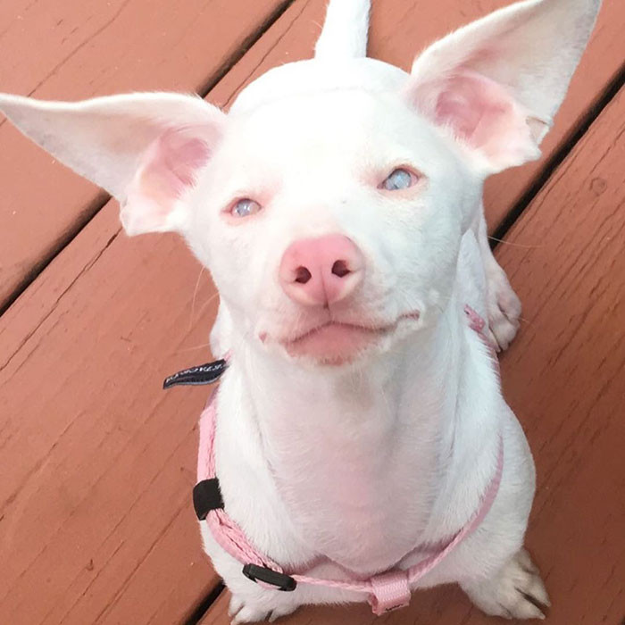 Mặc dù bị điếc và mù nhưng chú chó đặc biệt này vẫn khiến người ta yêu thích nhờ khuôn mặt hệt như yêu tinh với đôi tai to quá khổ.