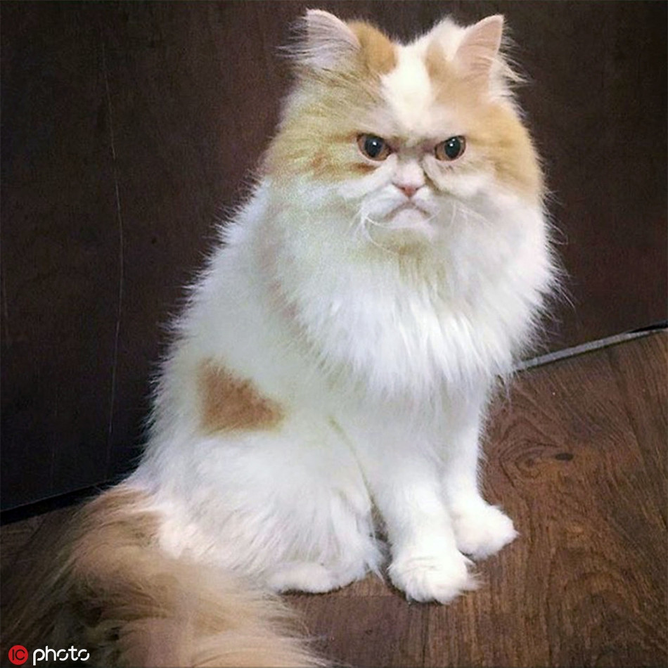 Sở hữu khuôn mặt giận dữ, cau có mọi lúc mọi nơi, chú mèo này được coi là người kế nhiệm của chú mèo nổi tiếng nhất thế giới Grumpy.