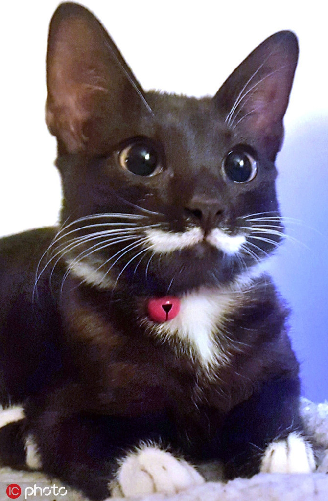 Sở hữu mảng lông hệt như ria mép của một quý ông lịch lãm, con mèo này khiến tất cả mọi người thích thú khi gặp gỡ.