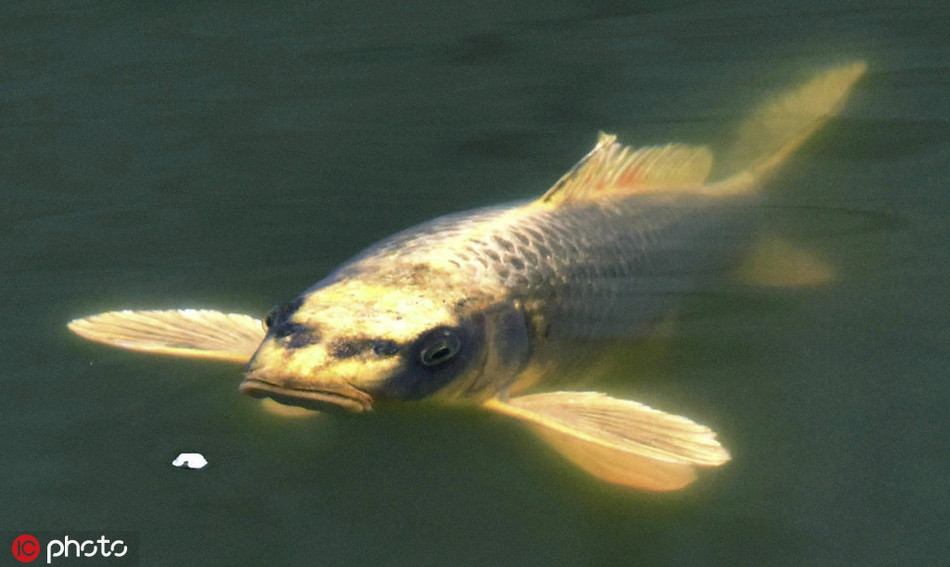 Lượn lờ gần mặt nước với khuôn mặt hờn dỗi, con cá này khiến nhiều người không khỏi bật cười vui vẻ.