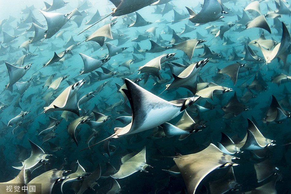 Choang canh hon 10.000 con ca duoi quay kin dac vung bien-Hinh-3