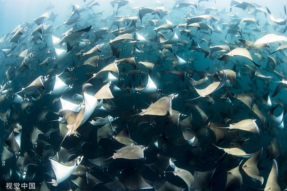 Choang canh hon 10.000 con ca duoi quay kin dac vung bien-Hinh-2