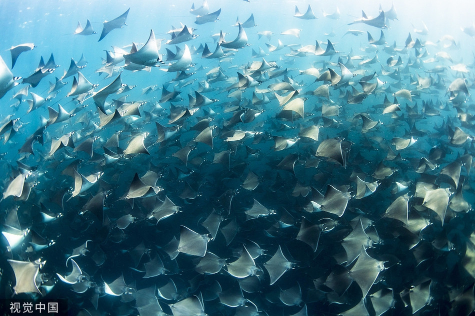 Choang canh hon 10.000 con ca duoi quay kin dac vung bien-Hinh-6