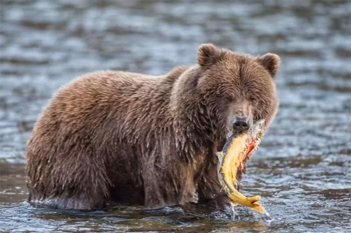 Me man ve hap dan khac la cua dong vat luc vao thu-Hinh-3
