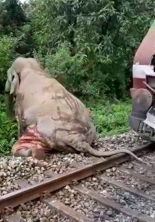 Bang qua duong sat, voi khong lo bo mang dau thuong-Hinh-3