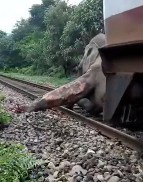 Bang qua duong sat, voi khong lo bo mang dau thuong