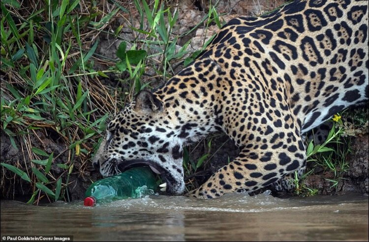 Bao dom ngam chai nhua va hanh dong xem phai 