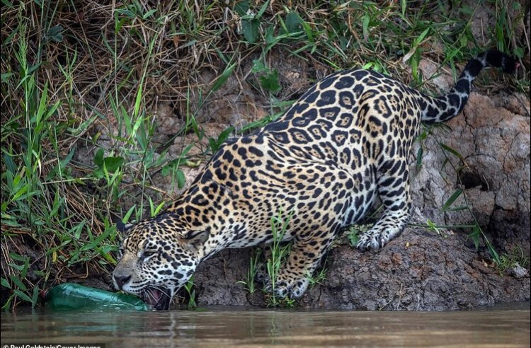 Bao dom ngam chai nhua va hanh dong xem phai 