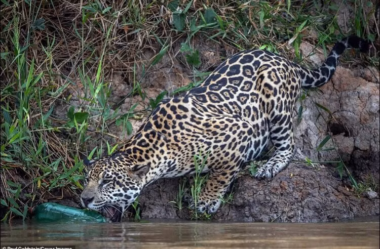 Bao dom ngam chai nhua va hanh dong xem phai 