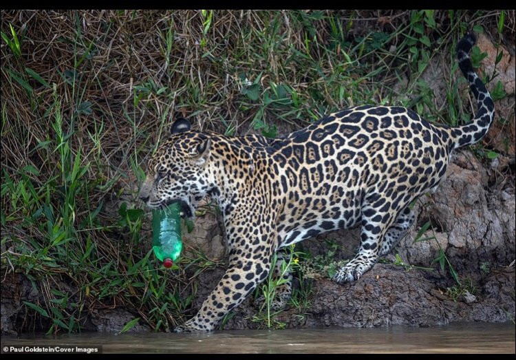 Bao dom ngam chai nhua va hanh dong xem phai 