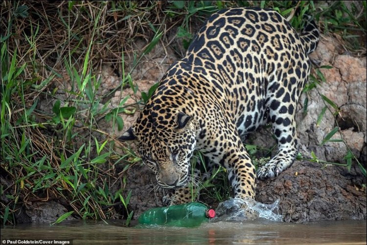 Bao dom ngam chai nhua va hanh dong xem phai 