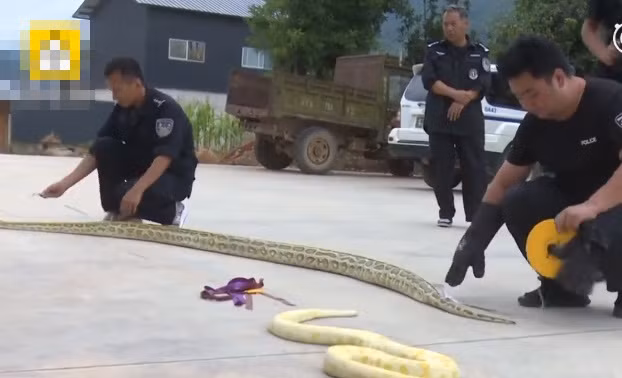 Mua ran nho lam thu cung, chu nhan ta hoa khi ran 