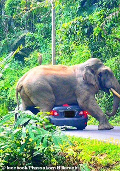 Tai xe hot hoang chung kien voi khong lo “cuong buc” o to-Hinh-2