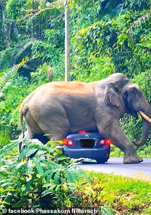 Tai xe hot hoang chung kien voi khong lo “cuong buc” o to-Hinh-2