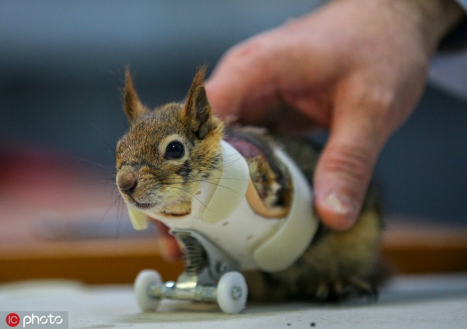 Bị thương phải cắt bỏ hai chân trước, chú sóc này vẫn không từ bỏ hy vọng sống, cố gắng thích nghi với cơ thể mới của mình.