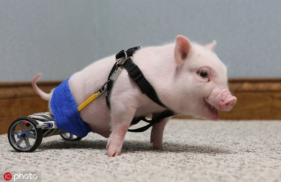 Một con lợn tên Chris P. Bacon sinh ra đã khuyết tật bẩm sinh, không có chân sau. Chủ nhân của Chris sau khi đưa nó đến bệnh viện thú y đã bỏ mặc. May mắn cho lợn con, bác sĩ thú y tốt bụng Lucero đã cứu giúp nó. Anh lắp cho Chris một chiếc xe lăn nhỏ bằng các phụ kiện đồ chơi của trẻ em. Chris cũng không phụ công bác sĩ Lucero, loài động vật cố gắng thích nghi, sống cực kỳ hạnh phúc.