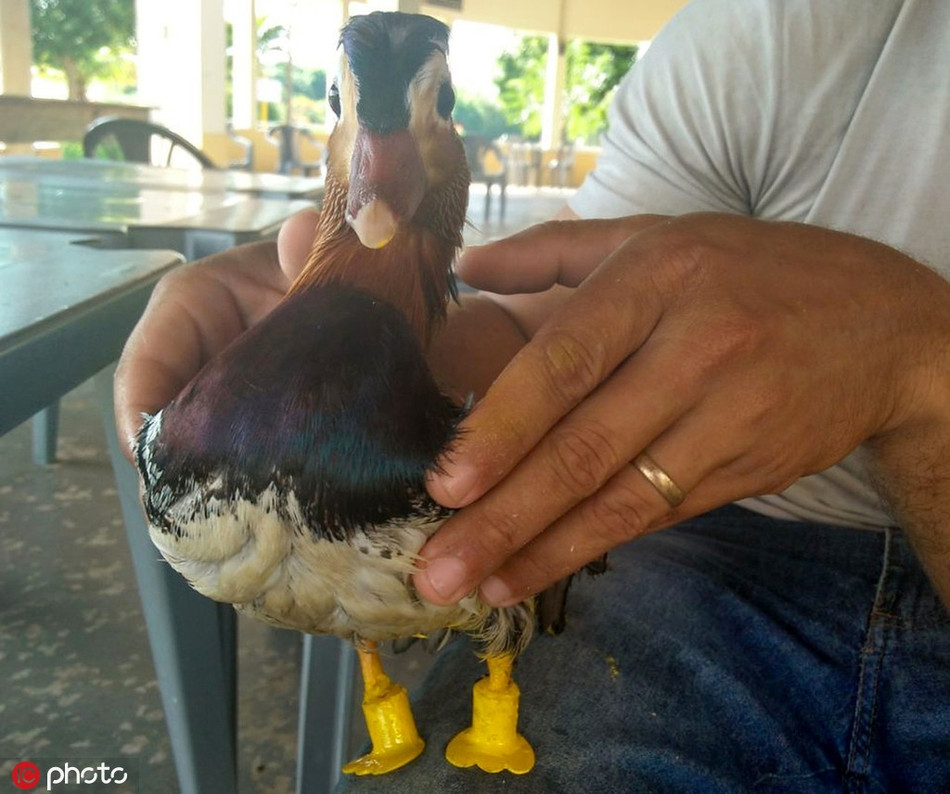 Bị cụt cả hai bàn nhân, chú vịt này phải làm quen với chân giả vô cùng khó khăn. Thế nhưng không phụ công của chủ nhân, nó càng ngày càng quen thuộc với chân giả, khiến chủ nhân vô cùng vui mừng.