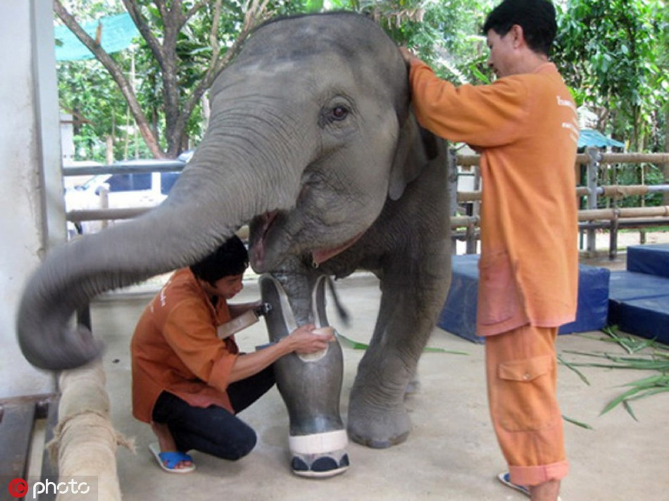 Bị tai nạn, hỏng mất chân phải trước, chú voi này vô cùng phối hợp với bác sĩ thú y và các nhân viên chăm sóc mình, quyết tâm sống một cuộc đời tàn nhưng không phế.