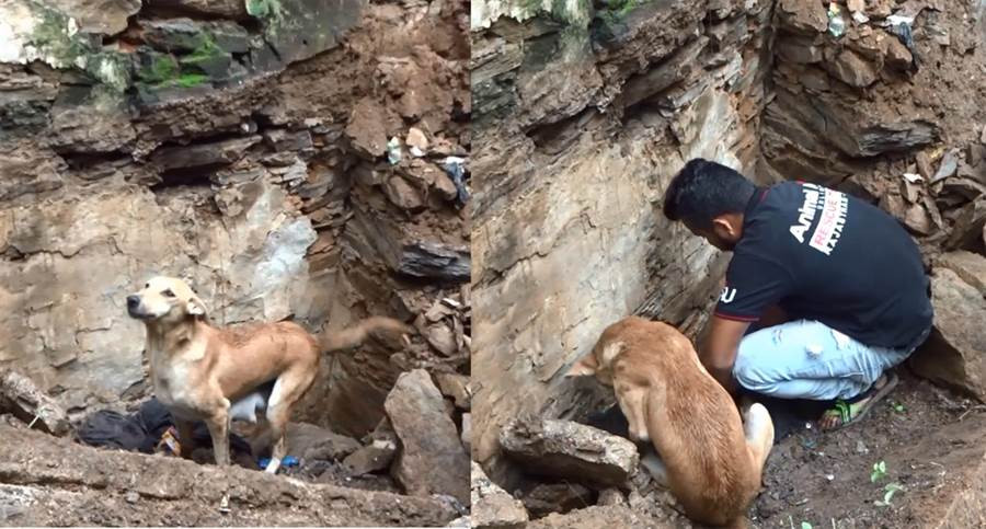 Xe long canh cho me dien cuong dao boi mong cuu duoc con