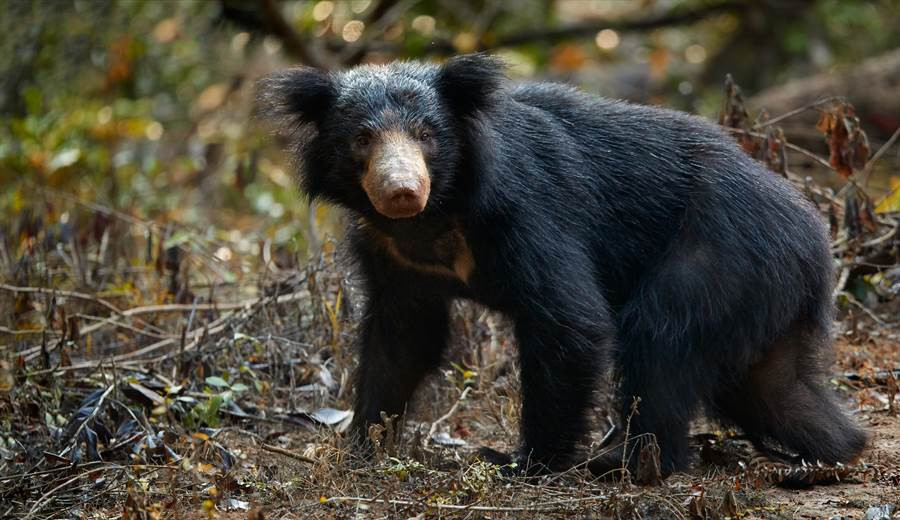 Kinh di nguoi dan ong san gau hoang da, cat lia 