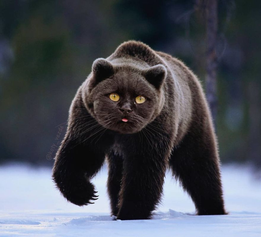 Nếu như một con gấu nâu hoang dã sở hữu khuôn mặt của loài mèo, chúng sẽ không còn vẻ đáng sợ nữa, ngược lại vô cùng dễ gần.