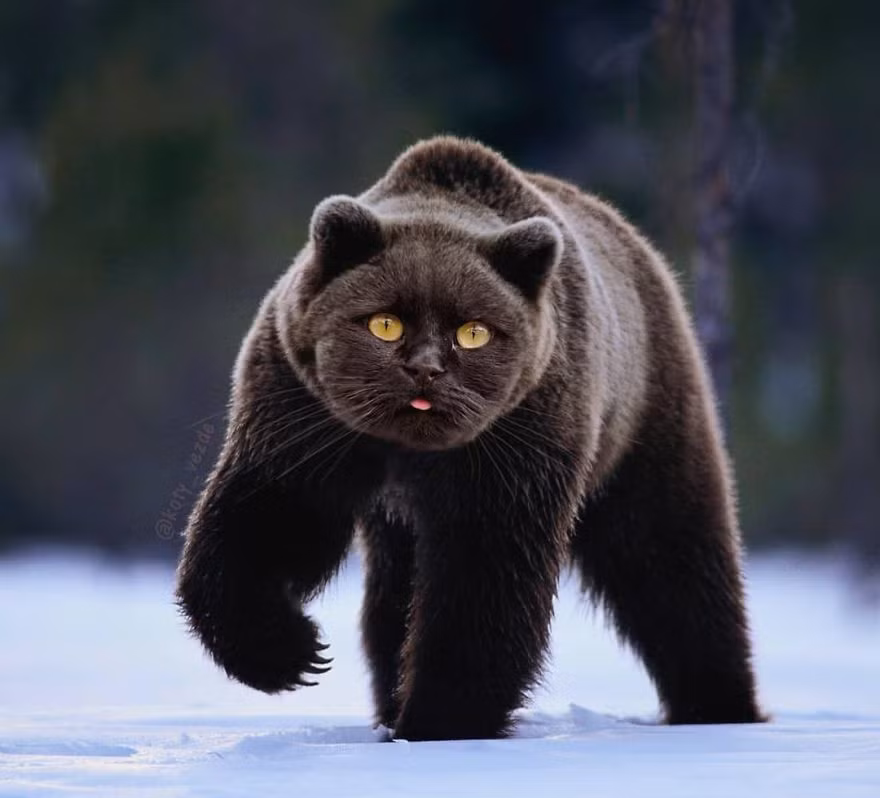 Nếu như một con gấu nâu hoang dã sở hữu khuôn mặt của loài mèo, chúng sẽ không còn vẻ đáng sợ nữa, ngược lại vô cùng dễ gần.