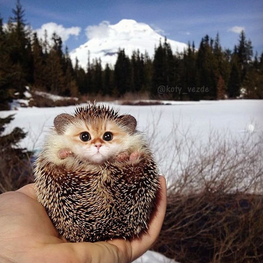 Đã bao giờ bạn tưởng tượng rằng, nếu như ghép khuôn mặt của loài mèo vào cơ thể của các loài động vật khác, trông chúng sẽ thế nào? Đáng yêu hơn? Lạnh lùng hơn? Kiêu ngạo hơn?