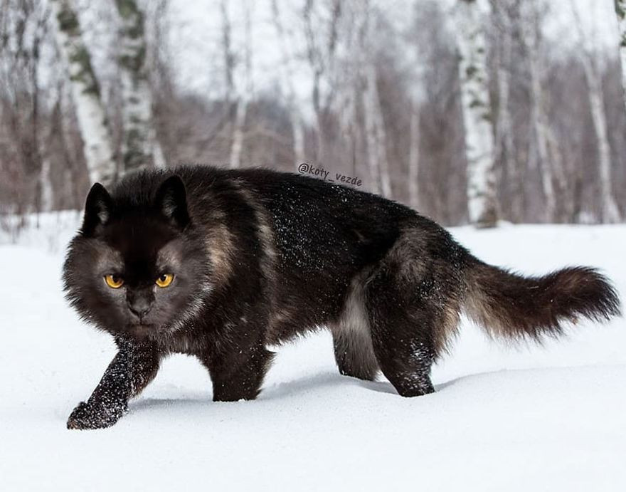 Loài sói khi thêm mặt mèo lại có dáng dấp của mãnh thú họ mèo lớn, thật sự đặc biệt.