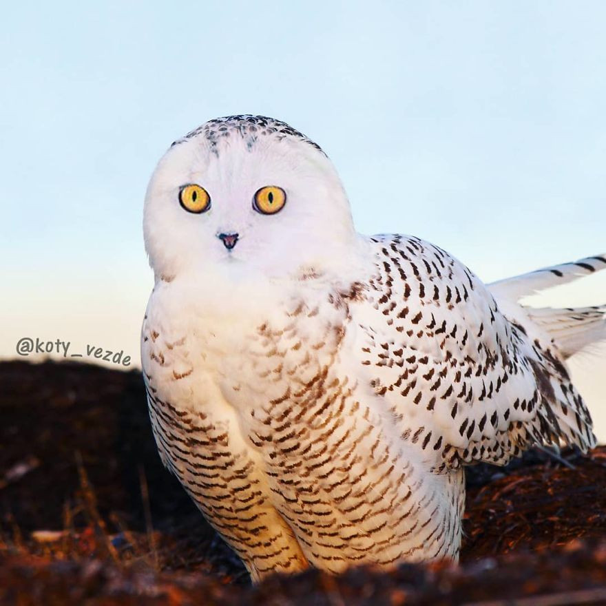 Với bức ảnh này, nhiều người khó nhận ra sự khác biệt giữa trước và sau của loài cú mèo. Hóa ra, đúng như cái tên, loài cú này có khuôn mặt giống mè, vì vậy có ghép vào cũng chẳng mấy khác nhau.