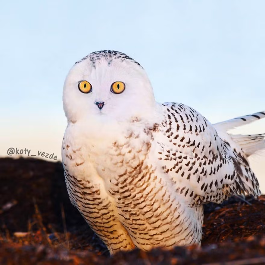 Với bức ảnh này, nhiều người khó nhận ra sự khác biệt giữa trước và sau của loài cú mèo. Hóa ra, đúng như cái tên, loài cú này có khuôn mặt giống mè, vì vậy có ghép vào cũng chẳng mấy khác nhau.